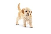 Schleich - Schleich Golden Retriever, valp - 16396