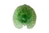 Bordsdukning - Costa Nova Riviera Plate 18 cm - 22704