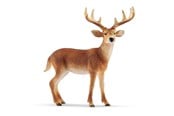 Schleich - Schleich Vitsvanshjort - 14818