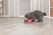 Katter - Trixie Fånga musen interaktiv katt leksak olika färger - TX41411