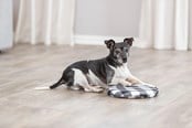 Hundar - Trixie Värmedyna för uppvärmning i mikrovågsugn - TX28792