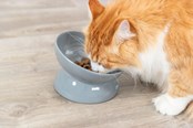 Katter - Trixie Ergonomic Feeding Bowl Ceramic XXL 0.35L 17cm - TX24805