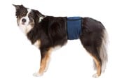 Hundar - Trixie Washable Nappies for Male Dogs XL Waist 65-75cm - TX23665