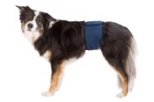 Hundar - Trixie Washable Nappies for Male Dogs L Waist 55-65cm - TX23664