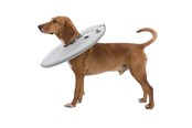 Hundar - Trixie Protective collar polyester/foam S: 30–34 cm/19.5 cm grey - TX19423