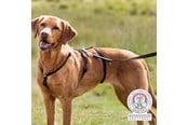 Hundar - Trixie Panic Harness Stay Escape-Proof Dog Harness L-XL 75-Stomach Circum: 75-100cm - TX13094