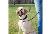 Hundar - Trixie Top Trainer training harness S black - TX13002