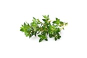 Smarta Hem - Click & Grow Smart Garden Refill 3-pack - Thyme - SGR17X3