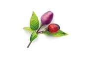 Smarta Hem - Click & Grow Smart Garden Refill 3-pack - Purple Chili Pepper - SGR46X3