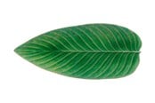 Kökstillbehör - Costa Nova Serving dish oblong leaf Riviera 40 x 17 cm Green/Black - 22783
