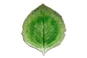 Bordsdukning - Costa Nova Plate hydrangea Riviera 22 x 19 cm Green/Black Ceramic - 22716