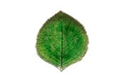 Kökstillbehör - Costa Nova Asiet hydrangea leaf Riviera 17 x 15 cm Green/Black Ceramic - 22701