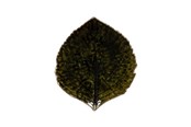 Kökstillbehör - Costa Nova Asiet Hydrangea leaf Riviera 17 x 15 cm Dark green/Black - 22703