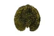 Bordsdukning - Costa Nova Plate Water lily pad Riviera 18 x 17 cm Dark green/Black - 22706