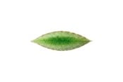 Kökstillbehör - Costa Nova Asiet bay leaf Riviera 18 x 5.7 cm Green/Black Ceramic - 22707