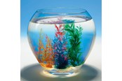 Leksaker - Goki Magic Shell 1pc. - 60836
