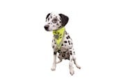 Hundar - Trixie Säkerhetshalsduk för hundar L-XL 43-60cm - TX30123