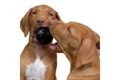 Hundar - KONG Dog Toy Extreme Ball Medium/Large 7.5cm - 340425