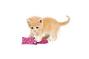 Katter - KONG Cat Toy Kickeroo Kitten Assorted Colors - 340452