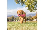 Hundar - KONG Hundleksak Wubba Puppy 21cm - 340468