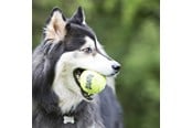 Hundar - KONG Hundleksak SqueakAir Ball XLarge 10cm - 340525