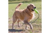 Hundar - KONG Hundleksak Airdog Fetch Stick med Rep - 340537