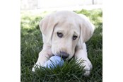 Hundar - KONG Dog Toy Kong Puppy Medium Assorted Colors (1-Pack) - 340701