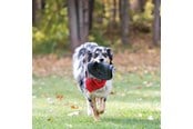 Hundar - KONG Dog Toy Extreme Flyer Frisbee 25cm - 340704