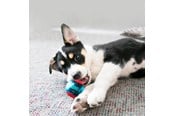 Hundar - KONG Dog Toy Squeezz Action Ball Red Large (2-Pack) - 340705