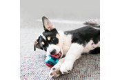 Hundar - KONG Dog Toy Squeezz Action Ball Red Small (3-Pack) - 340707