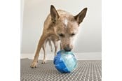 Hundar - KONG Dog Toy Rewards Ball Large 12cm - 340740