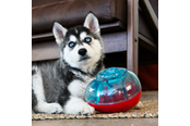 Hundar - KONG Dog Toy Rewards Shell S - 340741