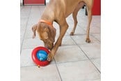 Hundar - KONG Dog Toy Gyro Small 14cm - 340808