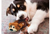 Hundar - KONG Dog Toy Shells Bear 14cm - 340810