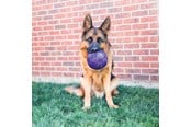 Hundar - KONG Dog Toy Flexball 15cm - 340861