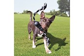 Hundar - KONG Dog Toy Extreme Dental W/Rope Medium - 340930