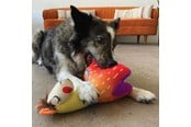 Hundar - KONG Dog Toy Ballistic Vibez Llamas Medium/Large 28cm - 341123