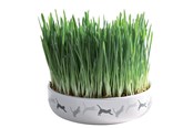 Katter - Trixie Ceramic Bowl with Cat Grass ø 15 x 4 cm - TX42341
