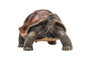 Leksaker - Mojo Wildlife Giant Tortoise - 387259