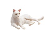 Leksaker - Mojo Farmland Lying Cat White - 387368