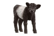 Schleich - Schleich gallowaykalv - 13969