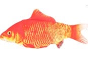 Katter - FLAMINGO - Cat toy Flounder electric fish orange - 540058517707