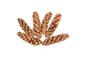 Konst- och hantverksmaterial - Colorations - Strobus Cones 6 pcs. - 38WD15