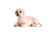 Figure - Mojo Farmland Labrador Puppy - 387272