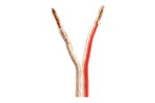 Ljudkabel - Nedis bulk speaker cable - 100 m - CAGW4000TR1000