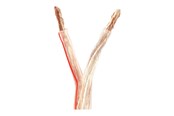 Ljudkabel - Nedis bulk speaker cable - 100 m - CAGW6000TR1000