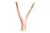 Ljudkabel - Nedis bulk speaker cable - 25 m - CAGW6000TR250