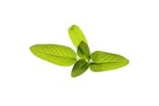 Smarta Hem - Click & Grow Click and Grow - Smart Garden Refill 3-pack Garden Sage - SGR7X3