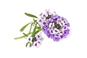 Smarta Hem - Click & Grow - Smart Garden Refill 3-pack Sweet Alyssum - SGR35X3