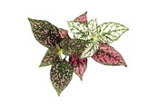 Smarta Hem - Click & Grow - Smart Garden Refill 3-pack - Polka Dot Plant (SGR48X3) - SGR48X3